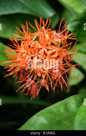 Lirio de sangre ,Scadoxus cinnabarinus, Amaryllidaceae, tropical de África Occidental