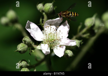 Vuelo (Syrphus ribesii) en BlackBerry Flower Foto de stock