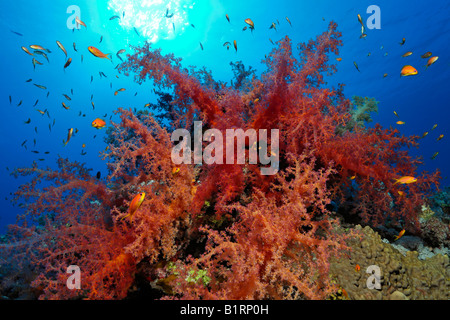 Oceanic rojo coral blando asentado sobre un arrecife de coral, Hurghada, Sharm el Sheik, Mar Rojo, Egipto, África