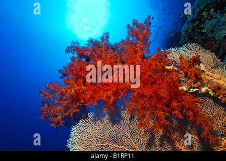 Oceanic rojo coral blando se asentaron en un fan de Mar o La Gorgonia (Gorgonacea), Hurghada, Sharm el Sheik, Mar Rojo, Egipto, África