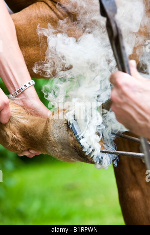 Herrero shoding un caballo, marca un hierro candente en el casco, en el norte del Tirol, Austria, Europa Foto de stock
