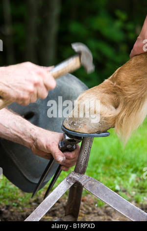 Herrero shoding un caballo, en el norte del Tirol, Austria, Europa Foto de stock
