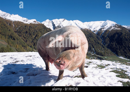 Cerdo doméstico (Sus scrofa domestica) en las montañas, en el Tirol del Sur, Italia, Europa Foto de stock