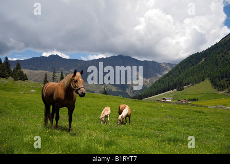 Los caballos (Equus caballus) pastoreo sobre una pradera alpina, Gleirschhoefe, St. Sigmund im Sellrain, Tirol, Austria, Europa Foto de stock