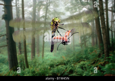 Green Clearwing Dragonfly Erythemis simpliciollis, persiguiendo un escarabajo rojo Asclepias, Tetraopes tetraophthalmus Foto de stock