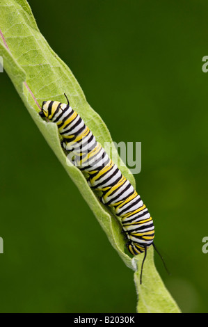 La oruga de la mariposa monarca alimentándose de Asclepias Leaf Foto de stock