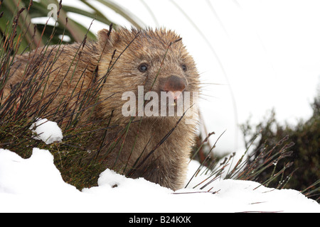Wombat común, vombatus ursinus solo adulto en la nieve Foto de stock