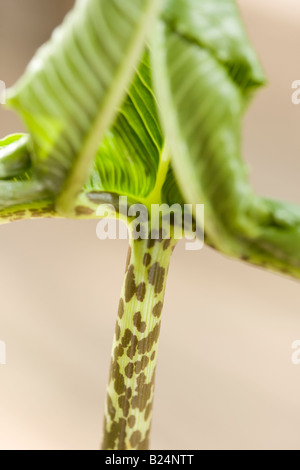 Sauromatum venosum (syn. Arum cornutum) desplegado de hojas y tallo Foto de stock