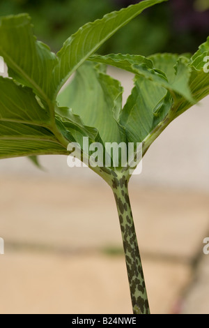 Sauromatum venosum (syn. Arum cornutum) Inauguración de hojas y tallo Foto de stock