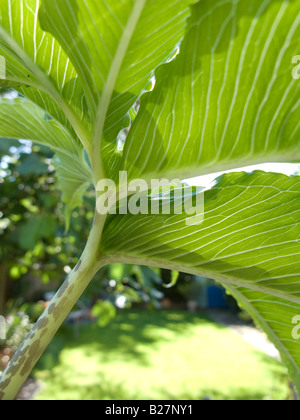 Sauromatum venosum (syn. Arum cornutum) hojas y tallo de cerca Foto de stock