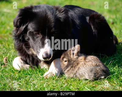 los border collies son buenos con los conejos