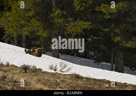 Grizzly rodando cuesta abajo en la nieve. Foto de stock