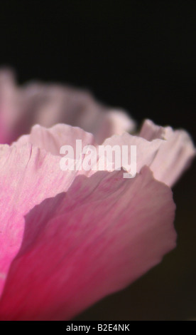 "Una rosa de amapola en el verano toman cerca con luz solar filtrándose a través de los pétalos' Foto de stock