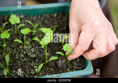 Pinchar las plantitas en una bandeja de semillas Foto de stock