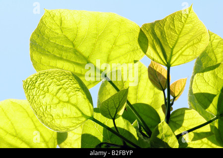 Las hojas del árbol de frijol (Catalpa speciosa) Foto de stock