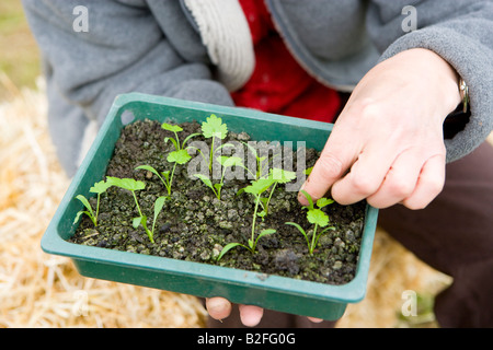 Pinchar las plantitas en una bandeja de semillas Foto de stock