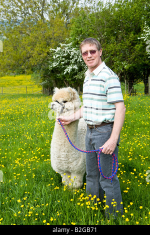 Un agricultor con alpaca se situó en el campo de ranúnculos Foto de stock