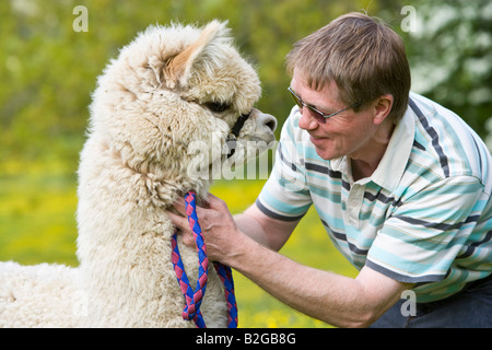 Un agricultor con alpaca se situó en el campo de ranúnculos Foto de stock