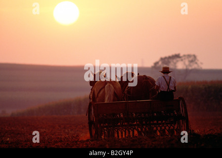 Granjero Amish trabajando en los campos con un caballo dibujado wagon Foto de stock
