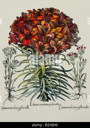 La botánica, flores, lirios (Lilium), grabado en cobre, de colores, de 29 cm x 20,5 cm, a partir del "Hortus Eystettensis', por Basilius Besler (1561- 1629), Eichstaett, Alemania, 1613, colección privada, los derechos de autor del artista no ha de ser borrado Foto de stock