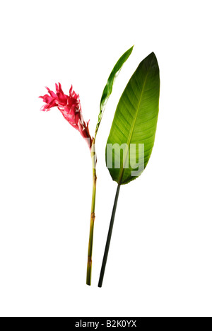La planta de jengibre rojo florales de selva, Bosque de hojas de lluvia grandes gigantes de fondo liso blanco foto de estudio