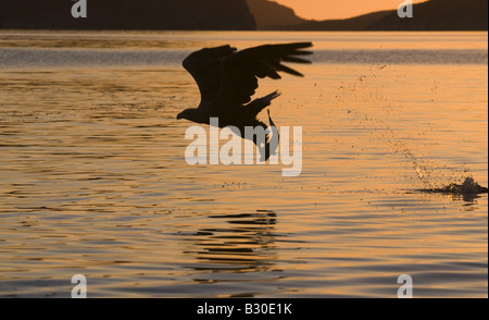 El águila de cola blanca (Haliaetus albicilla), adultos con pescado al atardecer Foto de stock