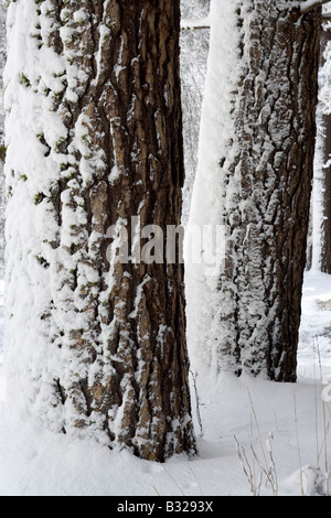 Una noche de tormenta de nieve y viento sopla polvo fresco contra estos pinos ponderosa en Valle de Yosemite Foto de stock