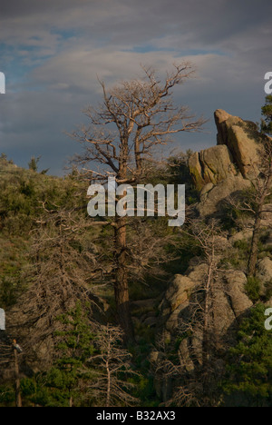 Un pino muerto de pie sobre las cimas de las montañas Sandia Foto de stock