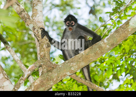 Centroamérica mono araña Ateles geoffroyi Tikal Guatemala Foto de stock
