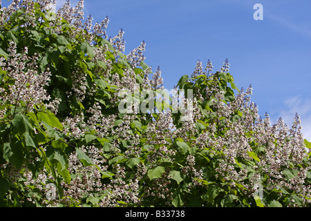 Bean indio, Catalpa bignonioides de árbol en flor