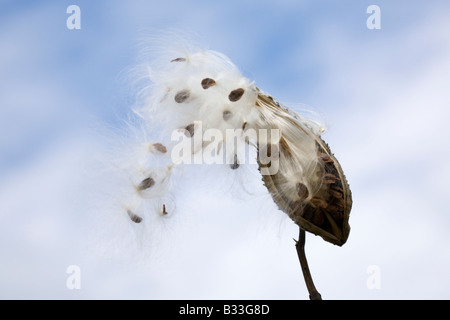 Cielo nublado con Common asclepias Asclepias syriaca, pod (flores, mariposas Silkweed) con semillas dispersando, soplando en el viento. Foto de stock