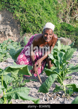 Kenya, Pate, Pate de la isla municipio. Un paté campesino cuida su cosecha de tabaco entre las ruinas de antiguas coral Pate de la ciudad. Su Arabian orig Foto de stock
