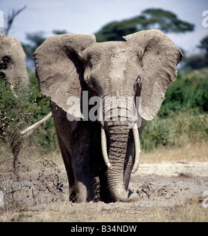 Kenya, Aberdare National Park, el arca, un elefante toma un baño de barro en el Parque Nacional de Amboseli. Foto de stock