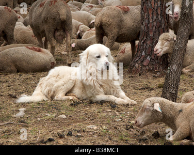 Ovejero con vistas a ovejas descansando y el pastoreo en los bosques, Montauroux, Var, Francia