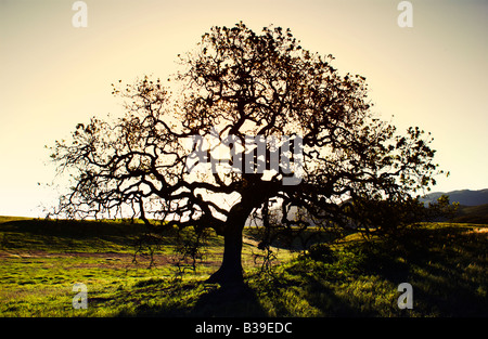 Una silueta de un árbol de roble en Punto Mugu parque estatal en la montaña de santa Mónica, California, EE.UU. Foto de stock