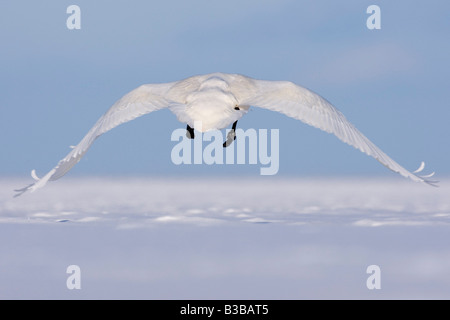 Cisnes cantores en vuelo, la Península de Shiretoko, Hokkaido, Japón Foto de stock