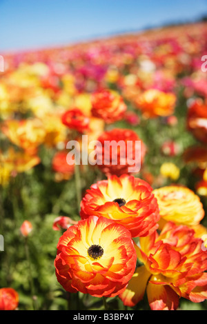 Ranúnculos, campos de flores en Carlsbad, San Diego, California Foto de stock