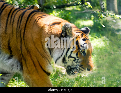 Un tigre feroz en el vagabundeo en un entorno natural Foto de stock