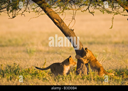 África, Botswana, cachorros de león (Panthera leo)