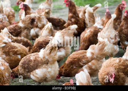 Freerange pollos pollo gallina de los huevos de gallinas libres de aves gama granjero cría aves de aves de granja de producción alimentaria derramó peck picoteando scr