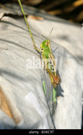 Common Green Grasshopper Omocestus viridulus Foto de stock