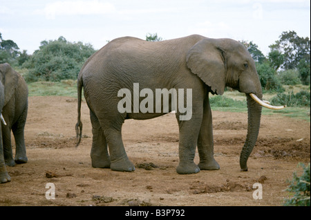 Elefante africano (Loxodonta africana) / el arca, Aberdare National Park, Kenya, AFRICA. Foto de stock