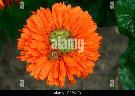 Calendula officinalis 'Fiesta Gitana' Fotografía de stock - Alamy