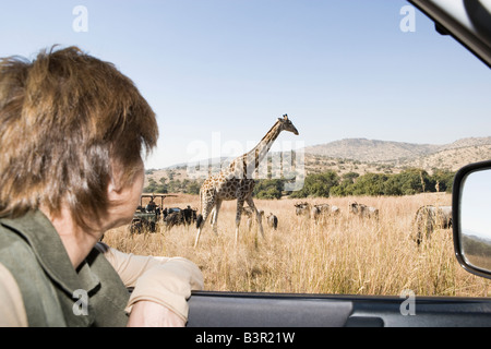 Vehículo de Safari con turistas, mirando a las jirafas, Glen Afrique, Gauteng, Sudáfrica Foto de stock
