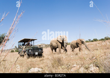 Vehículo de Safari con turistas, mirando a los elefantes, Glen Afrique, Gauteng, Sudáfrica Foto de stock