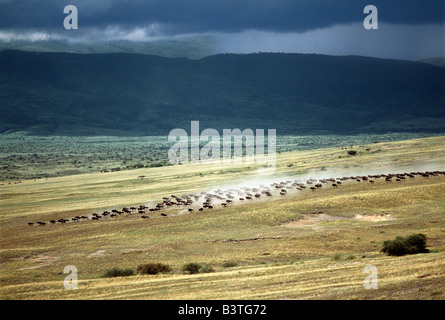 Tanzania, al norte de Tanzania, Serengeti. Los ñus estampida en las llanuras secas en el lado oeste de las tierras altas del Ngorongoro. Foto de stock