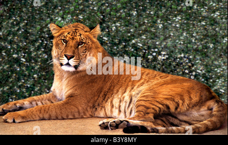 Híbrido de tigre y león fotografías e imágenes de alta resolución - Alamy