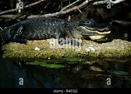 Zoología / animales, reptiles, Alligatoridae, Cocodrilo Americano (Alligator mississippiensis), recostada sobre una roca, Everglades, nacional p Foto de stock