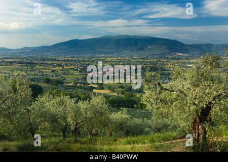 Un olivar con vistas a Bevagna y Val di Spoleto, Umbria, Italia