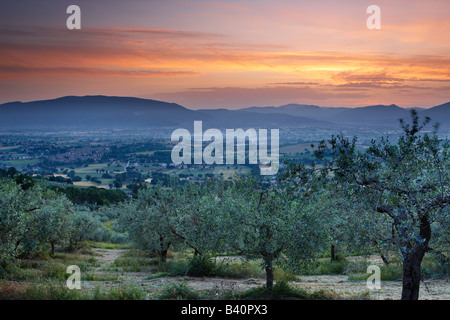 Un olivar con vistas a Bevagna y Val di Spoleto al amanecer, Umbría.